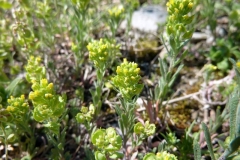 Alyssum desertorum