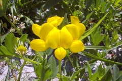 Lotus corniculatus