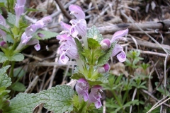 Lamium garganicum