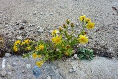 Senecio rupestris