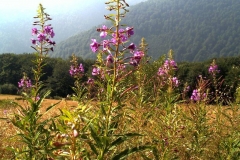 Epilobium angustifolium