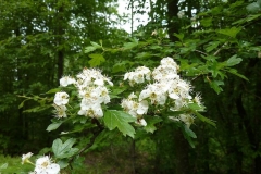 Crataegus pentagyna