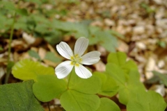 Oxalis acetosella