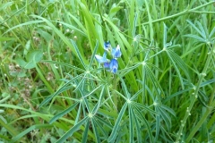 Lupinus angustifolius