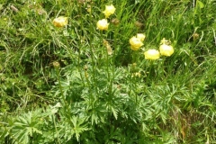 Trollius europaeus