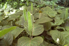 Fittonia verschaffeltii