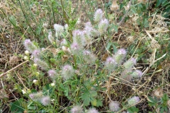 Trifolium arvense