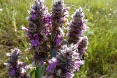 Stachys germanica