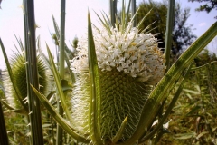 Dipsacus laciniatus