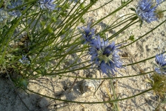 Jasione heldreichii