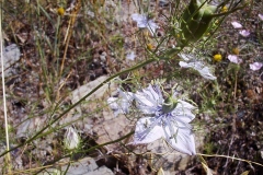 Nigella elata