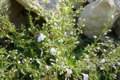 Calamintha nepeta