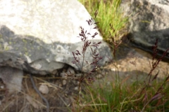 Agrostis rupestris