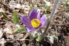 Pulsatilla halleri