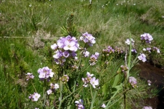 Cardamine raphanifolia