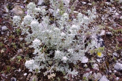 Teucrium polium