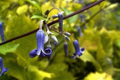 Clematis heracleifolium