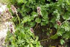 Plantago gentianoides