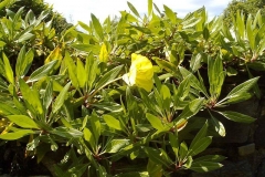 Oenothera biennis