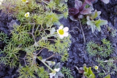 Ranunculus trichophyllus