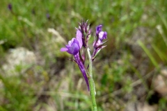 Linaria pelisseriana