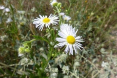 Erigeron annuus