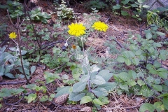 Hieracium villosum