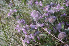 Clinopodium vulgare