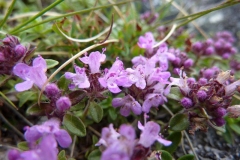 Thymus vandasii