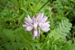 Coronilla varia