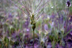 Aegilops geniculata