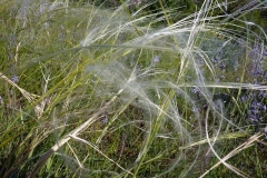 Stipa pulcherrima