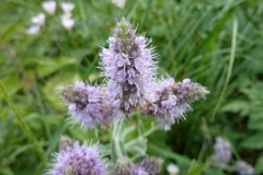 Mentha longifolia