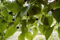 Celtis australis