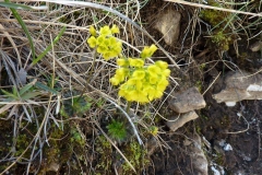 Draba scardica