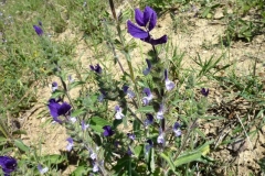 Salvia viridis