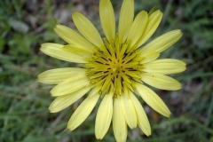 Tragopogon dubius