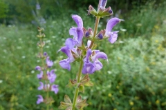 Salvia verbenaca