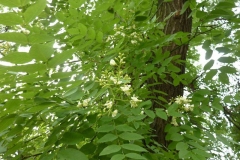 Sophora japonica