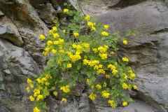 Coronilla emerus