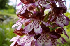 Orchis purpurea