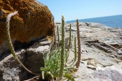 Plantago coronopus