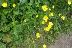 Ranunculus acris