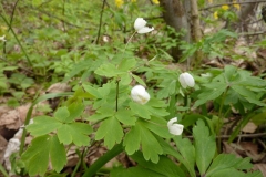 Anemone nemorosa