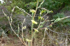 Lactuca serriola