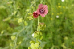 Cynoglossum hungaricum