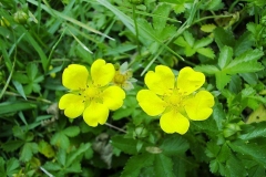 Potentilla reptans