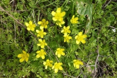 Ranunculus millefoliatus