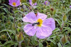 Cistus incanus