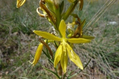 Asphodeline lutea